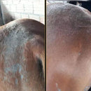 Cavalo Forte Super Premium + Casco e Pelo 1KG