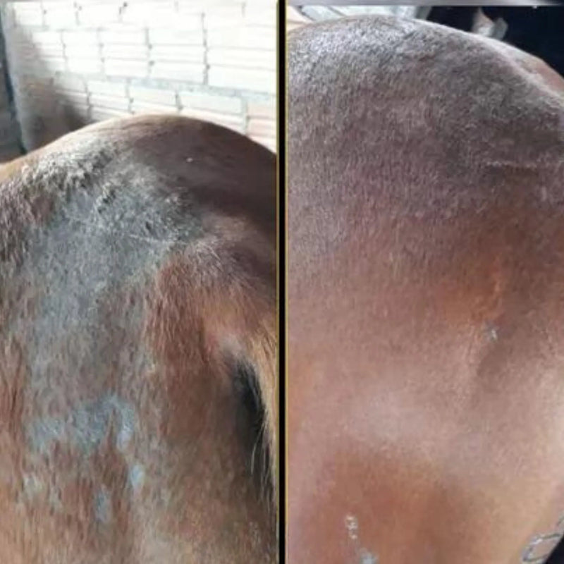 Cavalo Forte Super Premium + Casco e Pelo 1KG