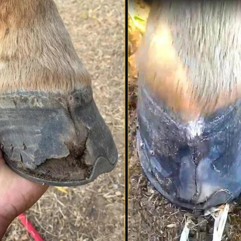 Casco e Pelo Premium 1KG