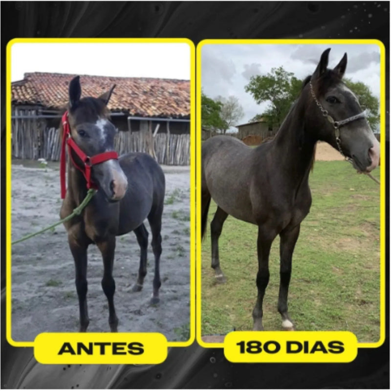 Crescimento Super Premium 1KG